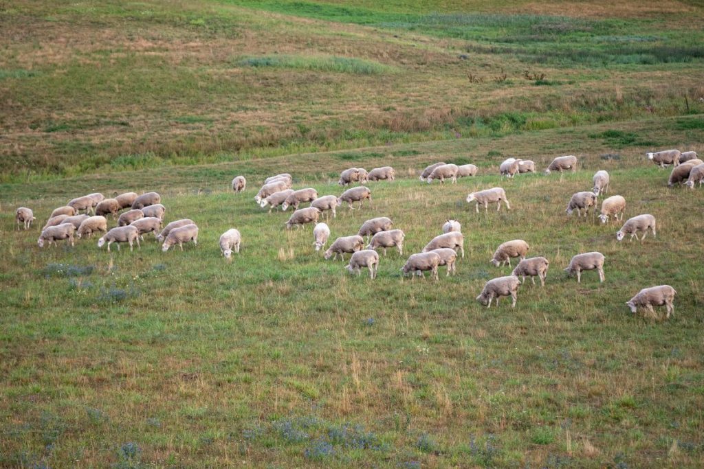 Lofotens unike lammekjøtt får internasjonal geografisk beskyttelse 1 Lofotlam white sheep eating grass field by forest